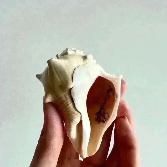 Decorative Sea Shell Home Decor Coastal Design - Picture 5 of 14